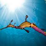 image for The weedy sea dragon carrying bright pink fertilized eggs is 🔥🔥🔥