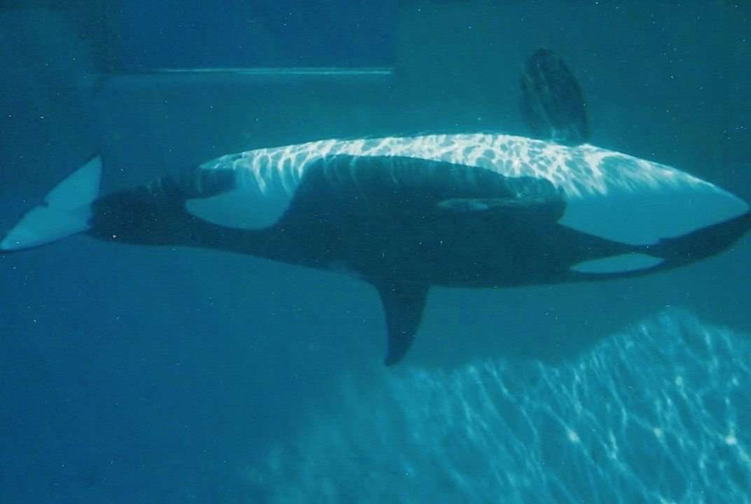 image for Female Killer Whales Go Through Menopause