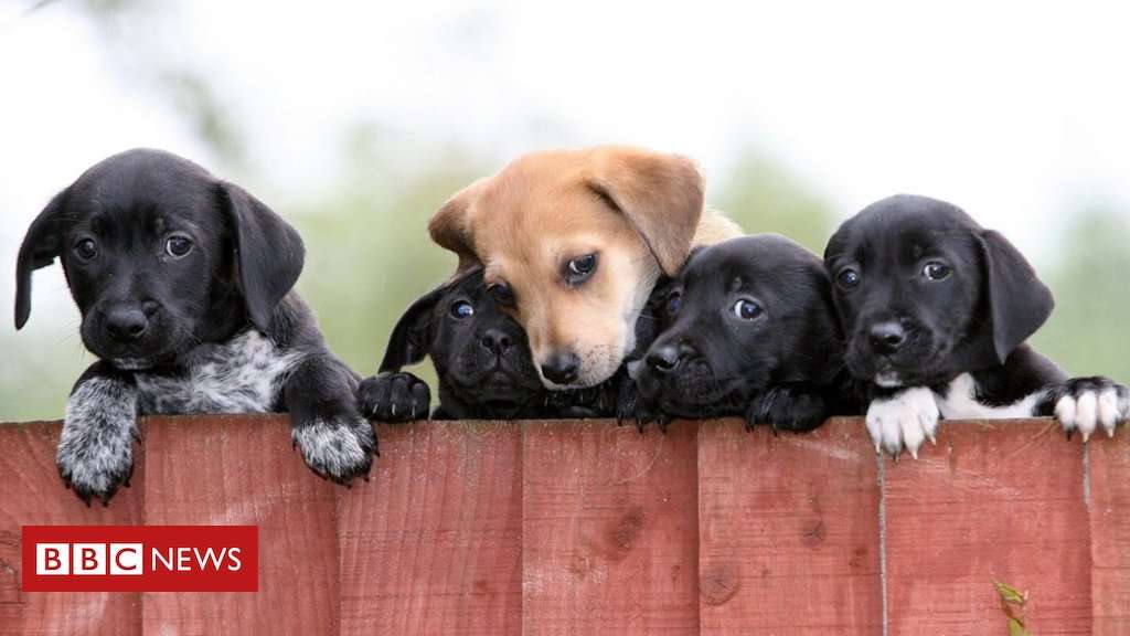 image for Pet shop puppy sale ban considered by ministers