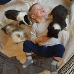 image for My son got to participate in a local program for children with special needs called Pile of Puppies where they literally bring a pile of puppies to play with. He got to play with 5 Collies only 6 weeks old, it's been the happiest we've seen him in a long time!