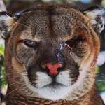 image for One-eyed Cougar