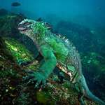 image for This Marine Iguana 🔥🔥🔥💦