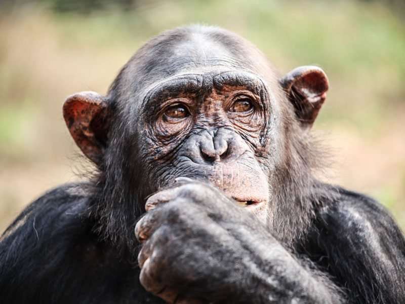 image for Chimpanzee Self-Control Is Related To Intelligence, Georgia State Study Finds