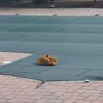 image for A cute fox fell asleep on my pool cover