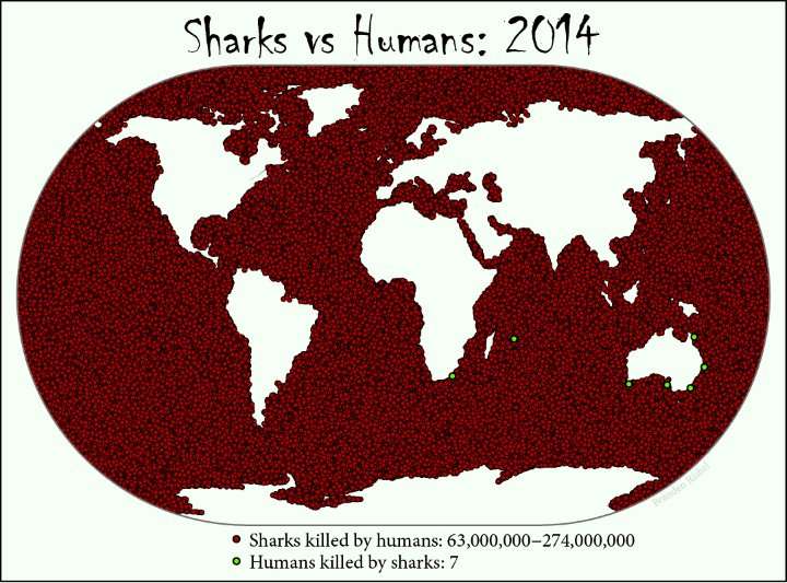 image for Sharks Vs Humans – Who Really Kills Who?