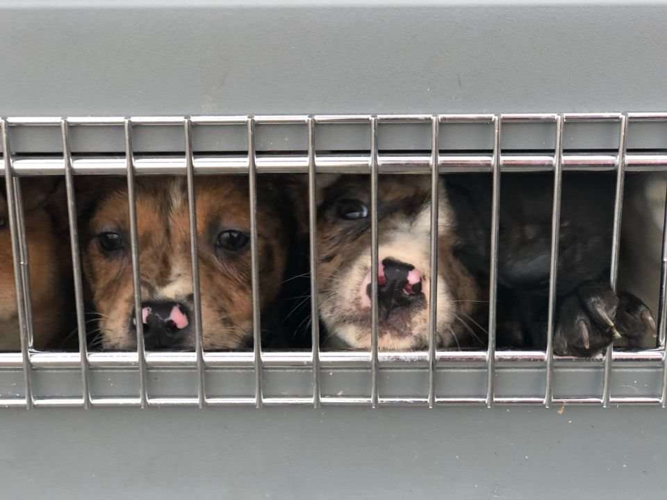 image for 110 dogs, 1 cat who were at risk of euthanization in Oklahoma, fly to safety in Oregon