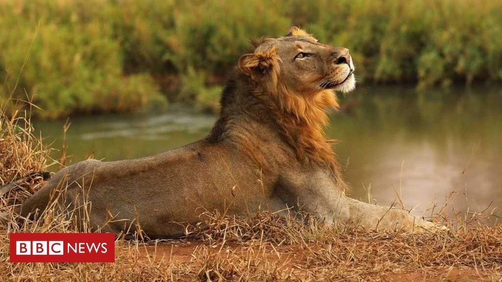 image for South African lions eat 'poacher', leaving just his head
