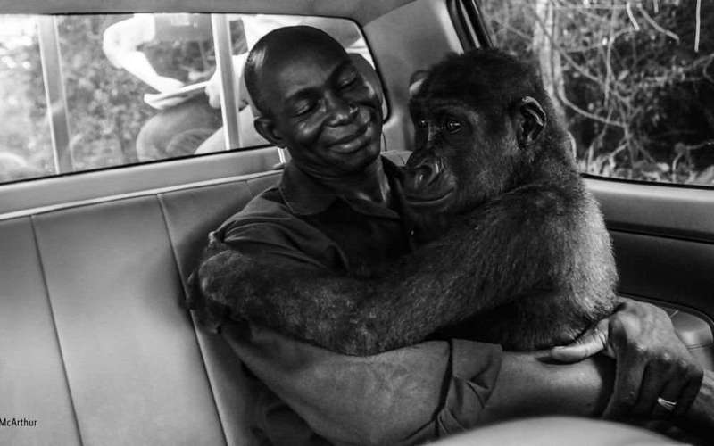 image for Gorilla hugging man who saved her life wins Photographer of the Year