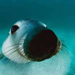 image for Sea lion booping it's snoot is adorably ðŸ”¥ðŸ”¥ðŸ”¥