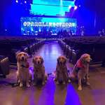 image for Some of the 19 LCC K-9 Comfort Dogs who are currently in Parkland, Florida to provide support to the community.
