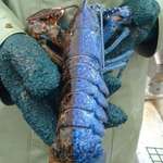 image for This is what a "split lobster" looks like. This coloring occurs once in every 50 million lobsters