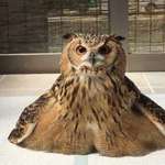 image for Melted Owl