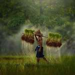 image for Rice field farmer ~ Thailand