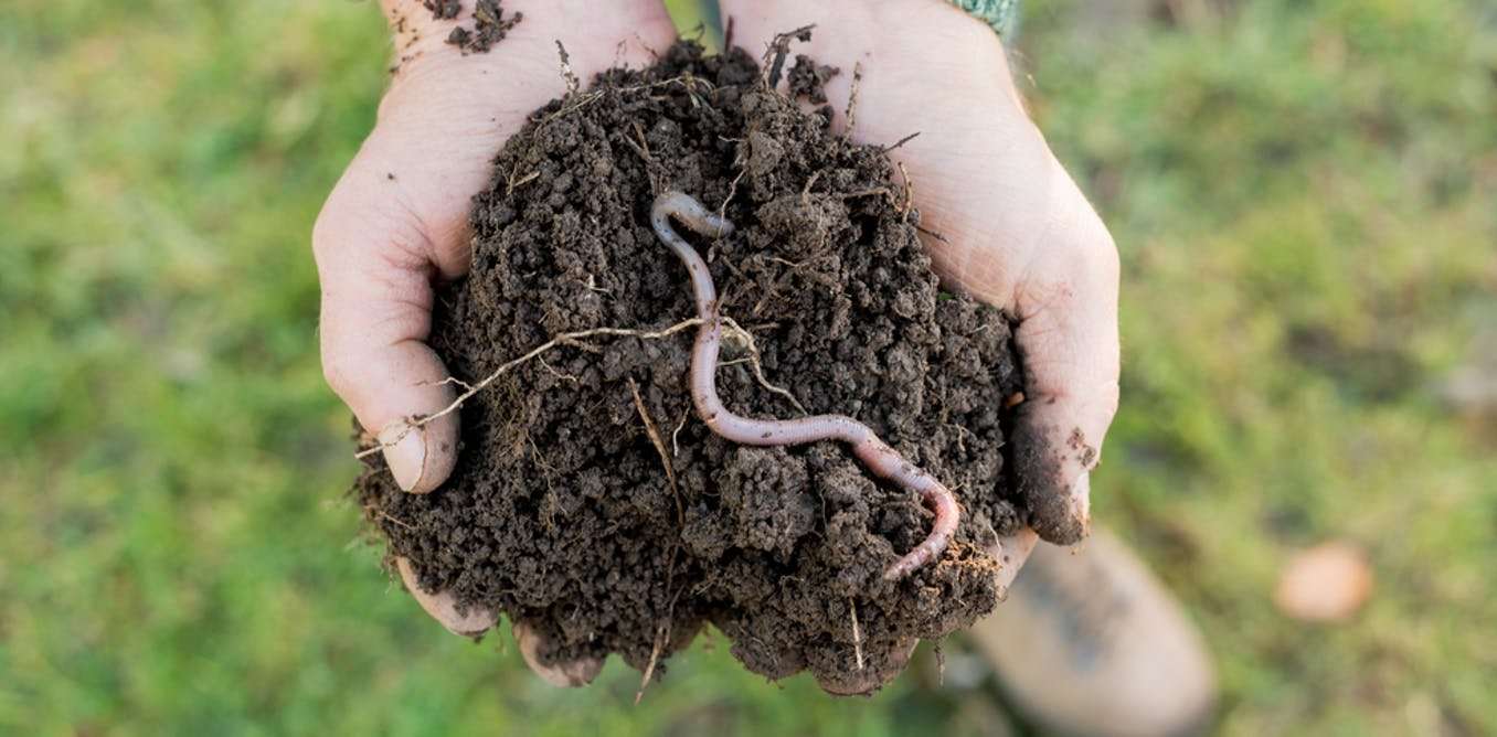 image for Earthworms are more important than pandas (if you want to save the planet)