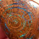 image for Opalized wood with visible growth rings