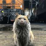 image for PsBattle: Dirty Cat in a Rail Yard