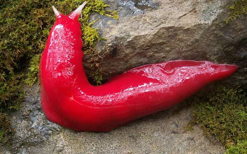 image for New Hot-Pink Slug Found in Australia – National Geographic Blog