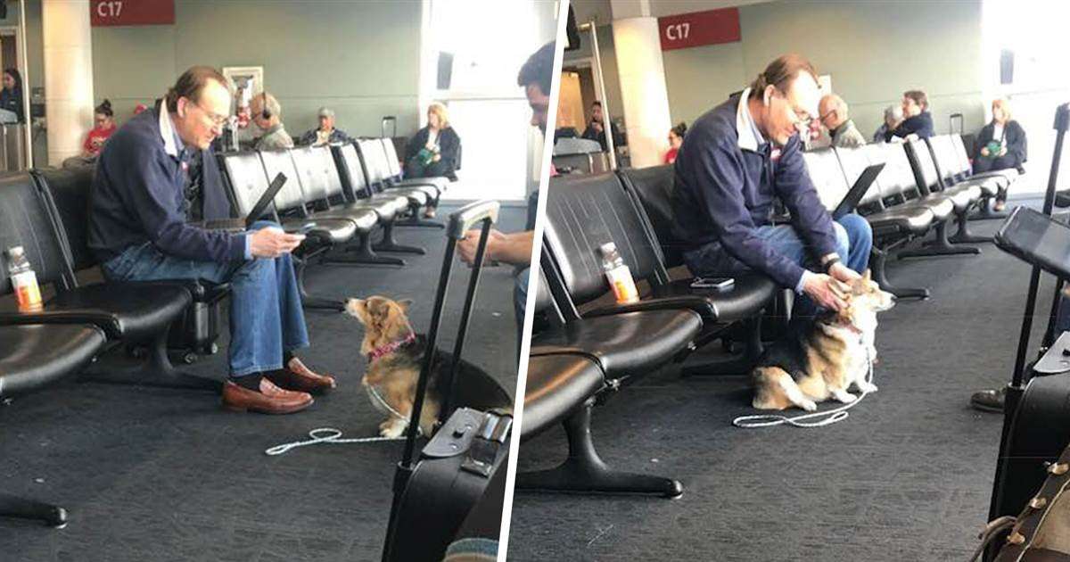 image for Woman finds her corgi comforting grieving stranger in the airport