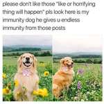 image for Immunity dog
