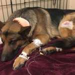 image for German Shepherd Beaten And Shot Multiple Times Saving His 16-Years-Old Owners From Burglars