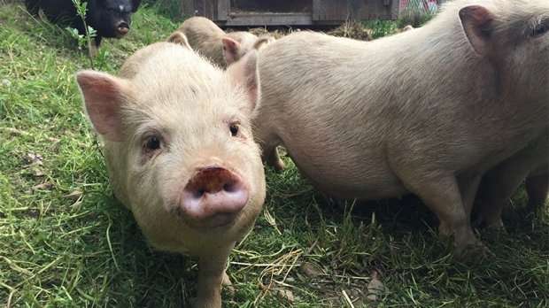 image for Individual who ate adopted pig banned from future adoptions