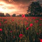 image for Poppies in a field next to my home in Weinheim Germany. April 2016 [OC][3000x2000]