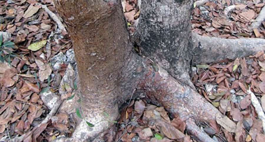 image for This Poisonous Tree Grows Right Next to Its Antidote