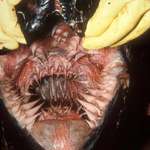 image for Inside a leatherback turtle's mouth