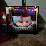 image for My girlfriend made my precious pupper Pumpkin a little room with a bed beside our couch.