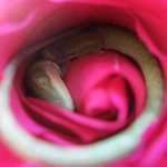 image for A lizard seen sleeping in a rose