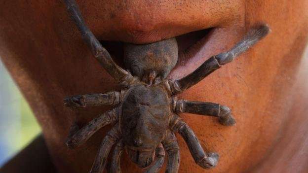image for Is it true that we swallow spiders when we sleep?