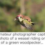 image for Weasel riding a Woodpecker