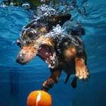 image for PsBattle: Dachshund going after a ball in the pool