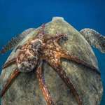 image for Octopus riding sea turtle 🔥