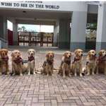 image for Therapy dogs waiting to welcome the Parkland kids back to school for the first time today