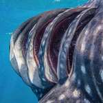 image for Gills of a whale shark.