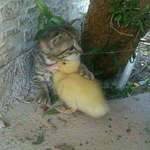 image for Kitten and duckling