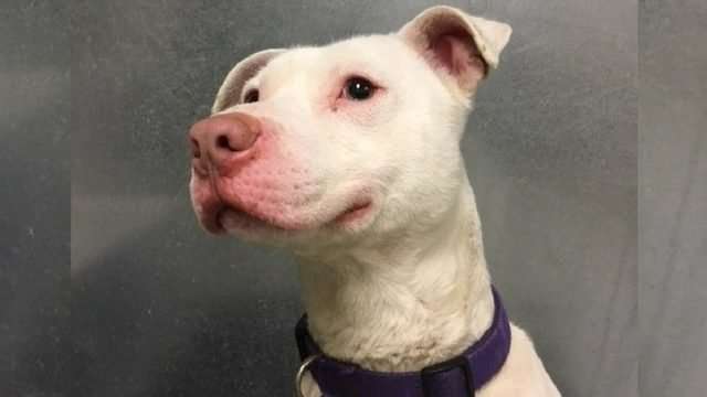 image for Dog deemed ‘unadoptable' to become first-ever deaf K-9 in Washington