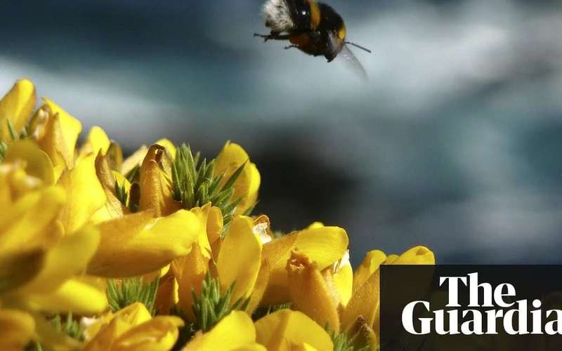 image for Total ban on bee-harming pesticides likely after major new EU analysis