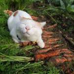 image for Proud kitten with all the carrots she found