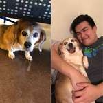 image for This is Luna. Her owners abandoned her. She’s overweight and elderly, but 8 hours later she already looks happier.