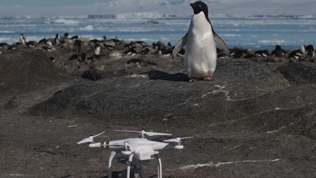 image for Previously Unknown "Supercolony" of Adelie Penguins Discovered in Antarctica