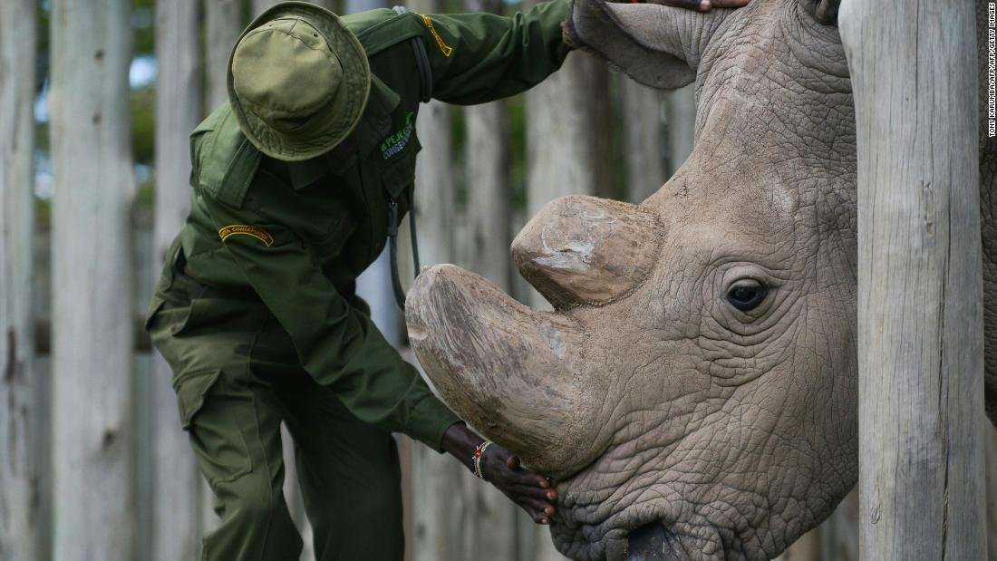 image for The world's last male northern white rhino is on death watch