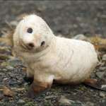 image for Seal Puppy.