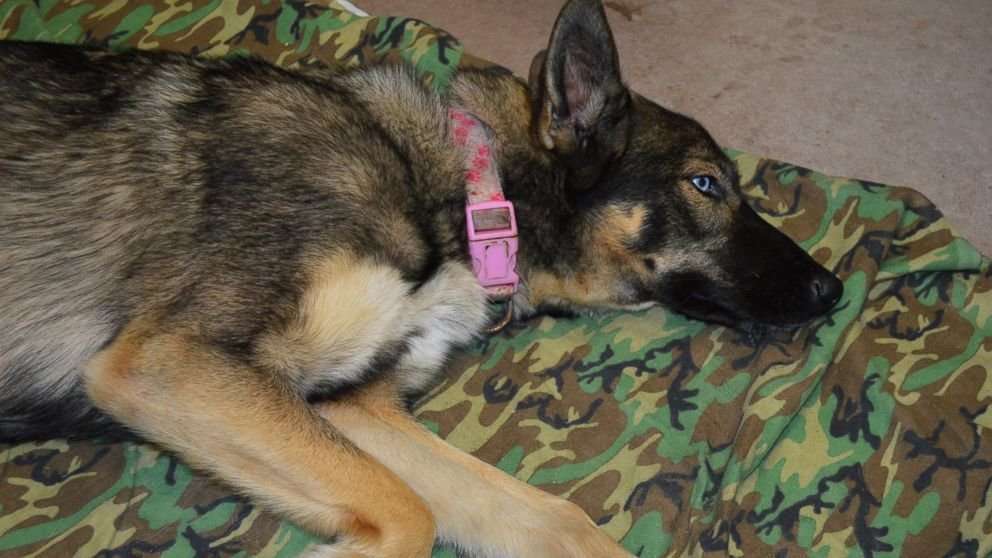 image for Navy Finds Missing Dog That Fell off Fishing Boat in Pacific Ocean 5 Weeks Ago