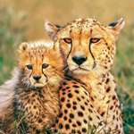 image for Cheetah cubs have long tall hair that runs from their neck all the way down to the base of their tail, which is called the mantle. The mantle makes a cheetah cub look like a honey badger and makes them blend into tall grass, which helps keep them safe from threats like lions and hyenas.