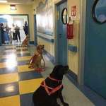 image for Dogs waiting to enter the hospital rooms of sick children for animal therapy.