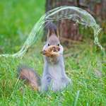 image for PsBattle: Squirrel popping a bubble