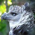 image for Damn the harpy eagle is fuckin ðŸ”¥ðŸ”¥ðŸ”¥