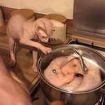 image for cAT wAtCHeS aS FAMiLY iS BOiLeD ALIvE